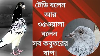 কবুতর জগতের নুতন চ্যালেঞ্জ।।।। মার্টিন নেক ( Martin neck)...#pigeon #birds #kabutar #apclub