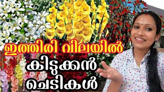 😱💐കുറഞ്ഞ വിലയിലെ അത്യുഗ്രൻ ചെടികൾ/Gladiolus Plant Combo Offer