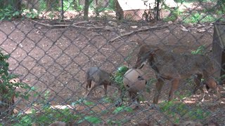 A closer look at the Red Wolves living at Mill Mountain Zoo