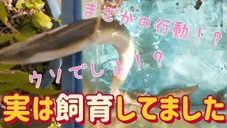 【ノンフィクション】密かに飼育していた“あの魚”にヌマエビを与えたらとんでもない事態になりました【ヤラセ無し】