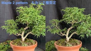 Bonsai Pruning of 2 patterns of maple もみじ２種類の剪定