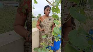 நம்ம தோட்டத்தில்🌾🌿🎋🌷🪻 அடுத்தது என்னன்னு பார்க்கலாம் வாங்க/Santhiya's kitchen #gardening