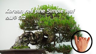 [Songseol Bonsai] How to make a single leaf of a bonsai pine tree