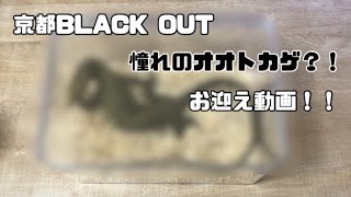 京都BLACK OUT 憧れのオオトカゲをお迎え！！