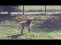 Maned Wolf Makes Some Noise - The Rare 