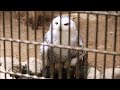 2019 05 お水を飲むフローズンと 蚊 in 浜松市動物園 snowy owl