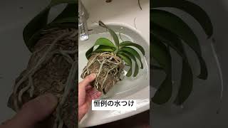 花芽のある胡蝶蘭を水につける😊我が家の冬の部屋は水不足