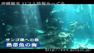 海洋博公園・沖縄美ら海水族館／沖縄観光スポット