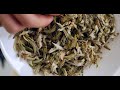 tea addicts teeverkostung wild silver yabao weisser tee white tea tea tasting