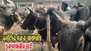 @ ৪ ফেব্রুয়ারি। ইন্ডিয়ান ফাই*টার সহ বড় বড় গরুর আমদানি ভুরুঙ্গামারীর হাটে #গ্রাম_বাংলার_হাট_বাজার