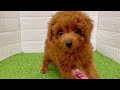 マイペースなトイプーちゃん ^^♪ペットショップ犬の家＊京都精華店