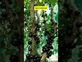 വെറും 40 രൂപക്ക് ജബോട്ടിക്കാബ തൈ വേണോ bee youtubeshorts jaboticaba fruitfarm fruitplantnursary