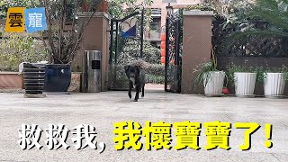 流浪狗被保安追打，躲進了女子家的院子...