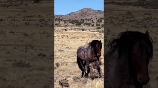 Funny Horses Show Strength Try Not To Laugh It's Really Strongest Horse Funny Video 2022 # 69
