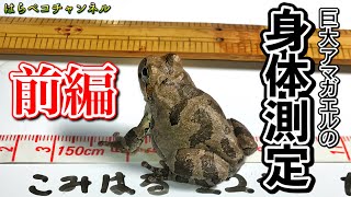 巨大アマガエル♂の身体測定 前編 『飼育カエルの太郎』/【Body measurement of giant tree frog】