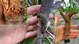 Grafting Fruit Trees, Interstems, Compatibility between Cherry, Plum, Peach, Apricot, Apple-Quince