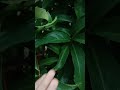 almost similar to locust leaves animal nature short