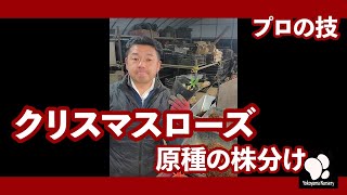 プロの技 クリスマスローズ原種の株分け　◆横山園芸 公式◆【2025】