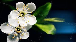 cherry blossom branch of tree, spring time lapse, close up stamens moving growing