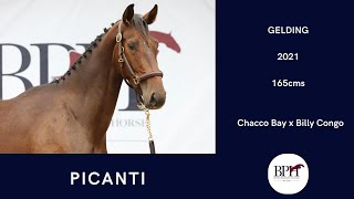 Picanti- Chacco Bay x Billy Congo