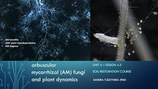 Lesson 4.3 - Arbuscular mycorrhizal fungi (AMF) plant dynamics