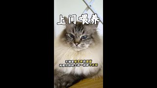 有点不一样！今天撸的好像是只俄罗斯的国猫 #萌宠出道计划 #猫咪 #猫咪的迷惑行为 #宠物 #吸猫 @DOU+小助手 @抖音小助手