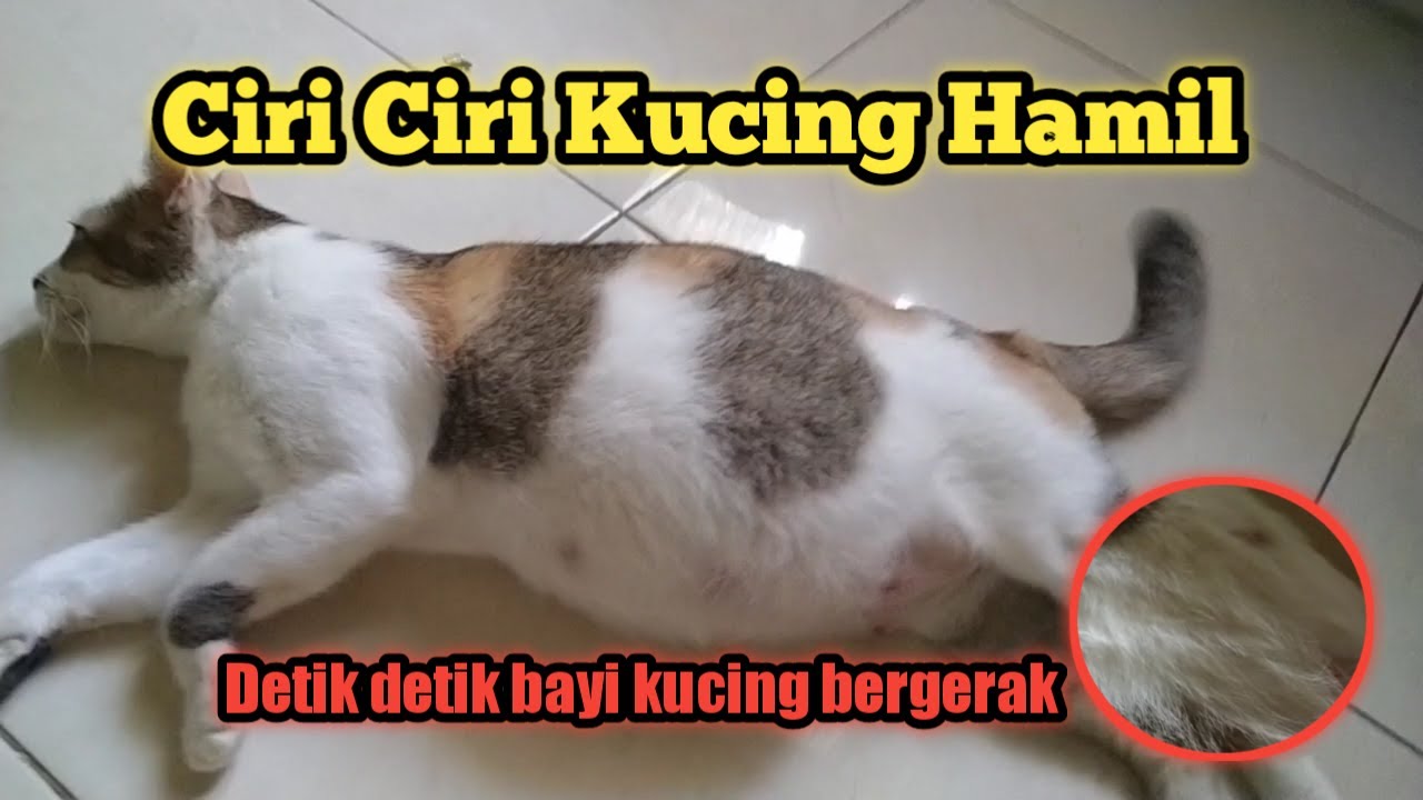 Ciri Ciri / Tanda² Kucing Hamil Tua - YouTube