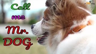 LIVE DICTIONARY - 4K Animal Footage ~ DOG | CON CHÓ | CHIEN | HUND | PERRO | 犬 | 개 | 狗 | n39 vlog