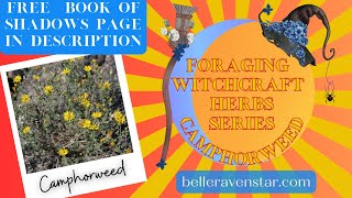 Camphorweed in Witchcraft