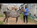 sabse saste ghode available in hyderabad baby horses in hyderabad immu khan ke ghode u0026 ghodiya