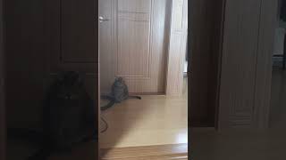 우리집 고양이는 문이 닫혀있으면 || my cat #shorts