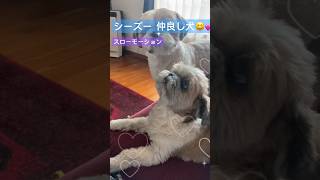 ロン💖ユン スローモーションでꉂ🤣𐤔仲良し多頭飼い💖 #シーズー #シーズー犬 #シーズー多頭飼い #dog #犬のいる暮らし #仲良し犬 #多頭飼い犬 #鳥山明