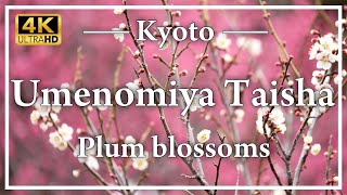 Umenomiya Taisha, Kyoto. See Umemiya Shrine with its beautiful plum blossoms at their best.