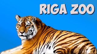 Riga ZOO - animals