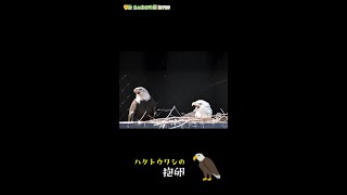 【東山動植物園公式】ハクトウワシの抱卵《 ハクトウワシ　ワシ 》