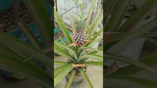 #আনারস #anaros #pineapple #garden #ananas_comosus #Bromeliaceae