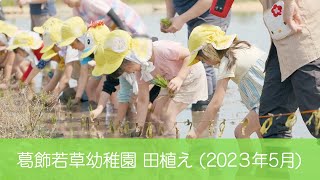 葛飾若草幼稚園 田植え (2023/05/12)