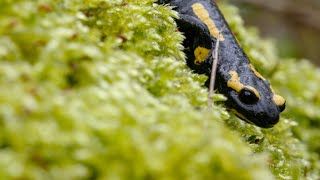 Fire Salamander on Moss | (4K)