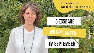 Diese 5 Wildpflanzen kannst du im September sammeln