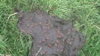 The feeding and breeding habits of the common dung fly.Natures natural Fertilizers