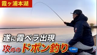 霞ヶ浦本湖でベタ凪でも強気にドボン釣りをしたら遂にヘラブナが釣れた！