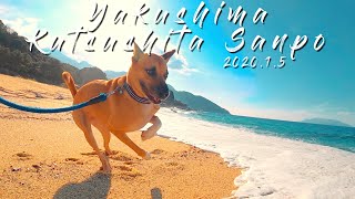 海で遊ぶ大型犬｜田舎暮らし｜屋久島