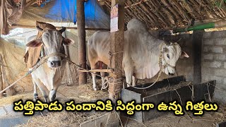 USR Bulls shed video ||ఉమ్మారెడ్డి శ్రీవల్లి గారు గంగన్నపాలెం గ్రామం ముండ్లమూరు మండలం ప్రకాశం జిల్లా