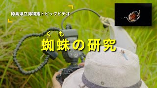 【徳島県立博物館トピックビデオ08】蜘蛛の研究