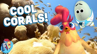 What are coral reefs? | Future Chicken