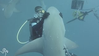 Shark Demands Hugs Whenever She Sees Her Diver Friends