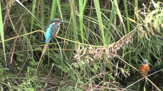 東京のカワセミ　瑠璃色の宝石　Kingfisher in Tokyo Japan