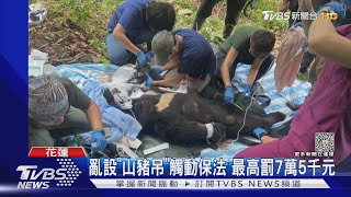 好痛! 台灣黑熊誤觸「山豬吊」受困哀號｜TVBS新聞 @TVBSNEWS02