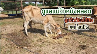 การดูแลวัวหลังคลอด ลูกวัวต้องได้กินนมแม่