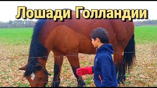 ЛОШАДИ ГОЛЛАНДИИ 🐎 тяжеловозы и пони. Зачем держать столько коней? Позитивное видео